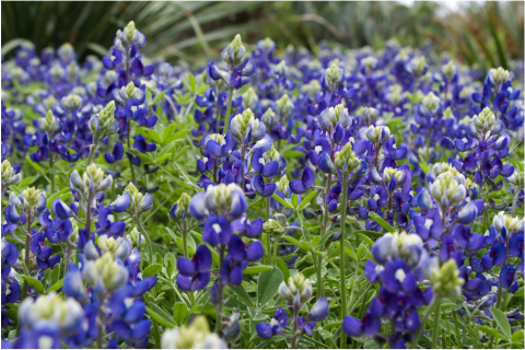 Bluebonnet Flowers